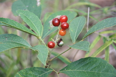 Clausena harmandiana