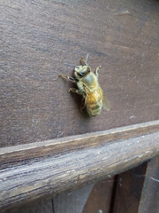 Apis mellifera