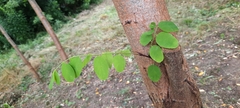 Robinia pseudoacacia