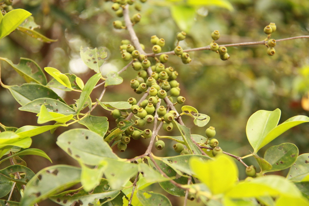 Memecylon scutellatum