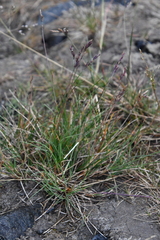 Festuca auriculata