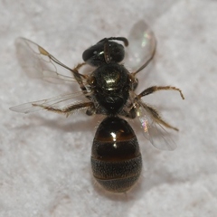 Lasioglossum imitatum