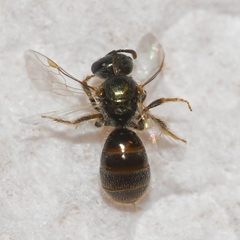 Lasioglossum imitatum