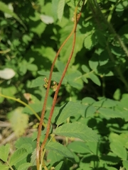 Cuscuta lupuliformis