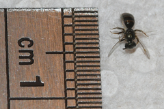 Lasioglossum imitatum