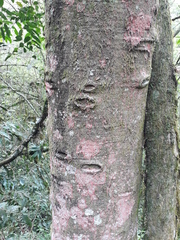 Ilex brevicuspis