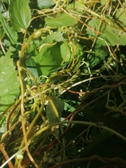 Cuscuta lupuliformis