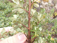 Escallonia myrtilloides