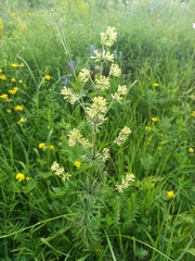 Asperula molluginoides