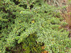 Escallonia myrtilloides