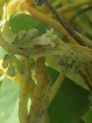 Cuscuta lupuliformis