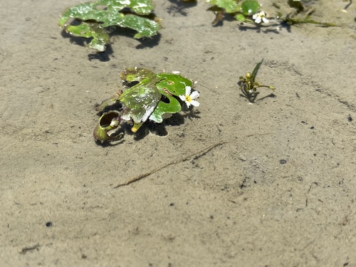 Nymphoides coreana, photograph 4