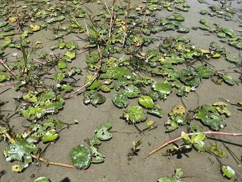 Nymphoides coreana, photograph 3