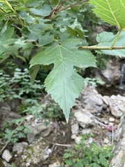 Morus mongolica
