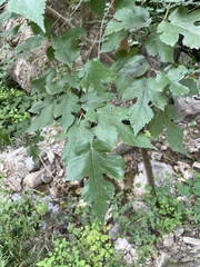 Morus mongolica