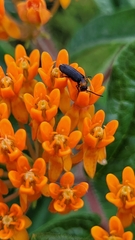 Nemognatha nemorensis