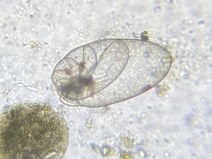 Nonionella simplex