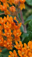 Nemognatha nemorensis