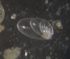 Nonionella simplex