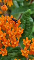 Nemognatha nemorensis