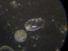 Nonionella simplex