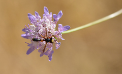 Physocephala vittata