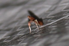 Caloptilia stigmatella