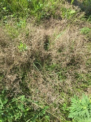 Erigeron divaricatus