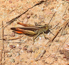 Chorthippus maritimus maritimus