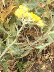 Helichrysum italicum