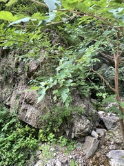 Morus mongolica