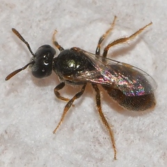 Lasioglossum imitatum