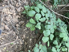 Celtis koraiensis