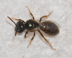 Lasioglossum imitatum