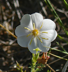Oenothera nuttallii