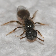 Lasioglossum imitatum