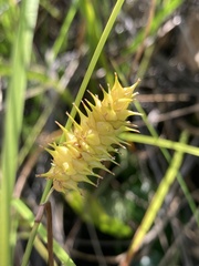 Carex bullata