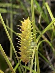 Carex bullata