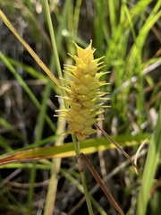 Carex bullata