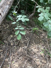 Celtis koraiensis