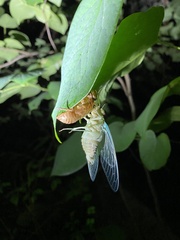Hyalessa maculaticollis