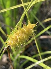 Carex bullata