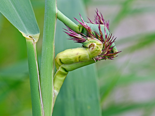 Steneotarsonemus phragmitidis