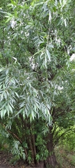 Salix alba