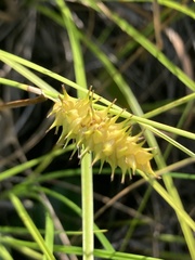 Carex bullata