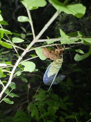 Hyalessa maculaticollis