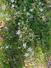 Sibbaldiopsis