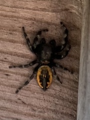 Phidippus purpuratus