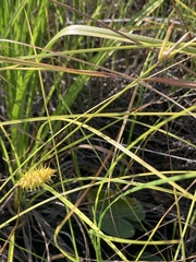 Carex bullata