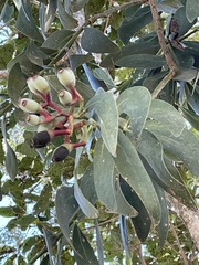 Psittacanthus acinarius